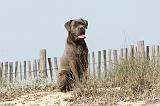 CANE CORSO 219